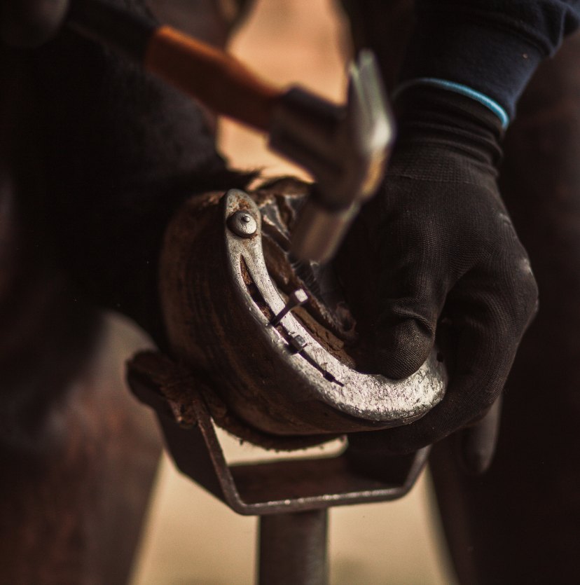 Farrier fitting a shoe to a horse's foot